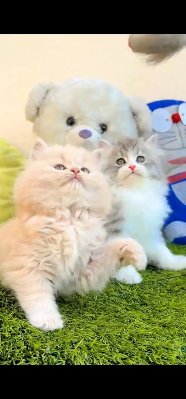 Quality Persian Punch face cat & kittens 03495425573 WhatsApp — photo 2