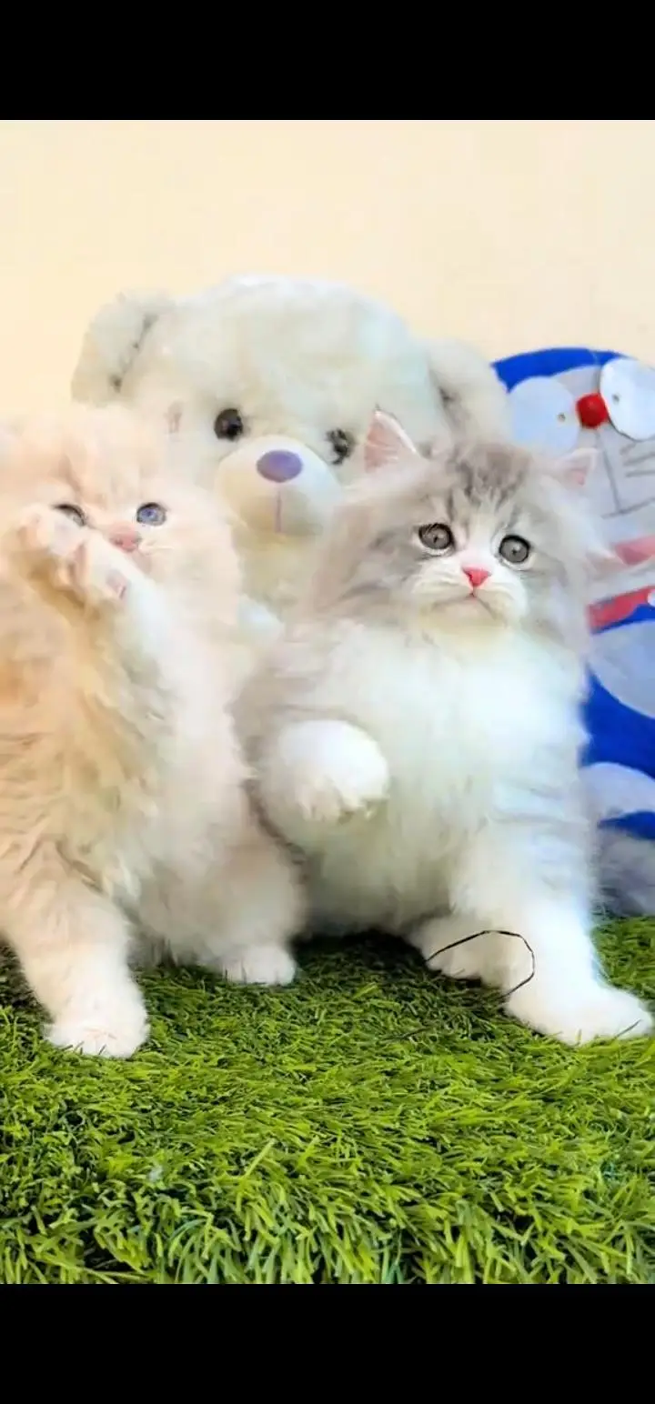 Quality Persian Punch face cat & kittens 03495425573 WhatsApp — photo 3