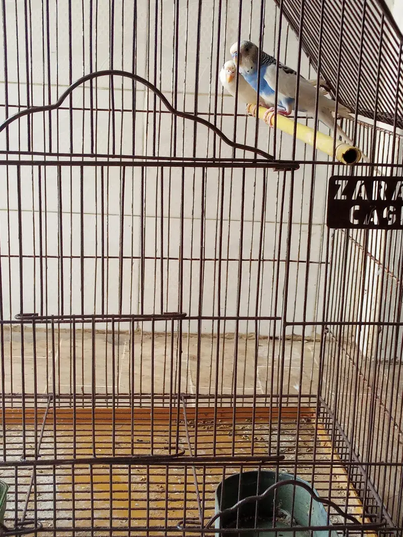 cage with birds — photo 3