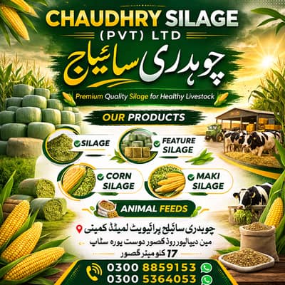 silage/corn silage/maki silage/animal feed  چوہدری سائیلج