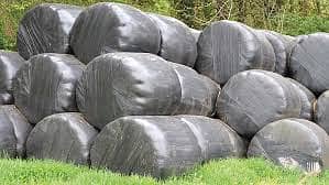 silage/corn silage/maki silage/animal feed  چوہدری سائیلج