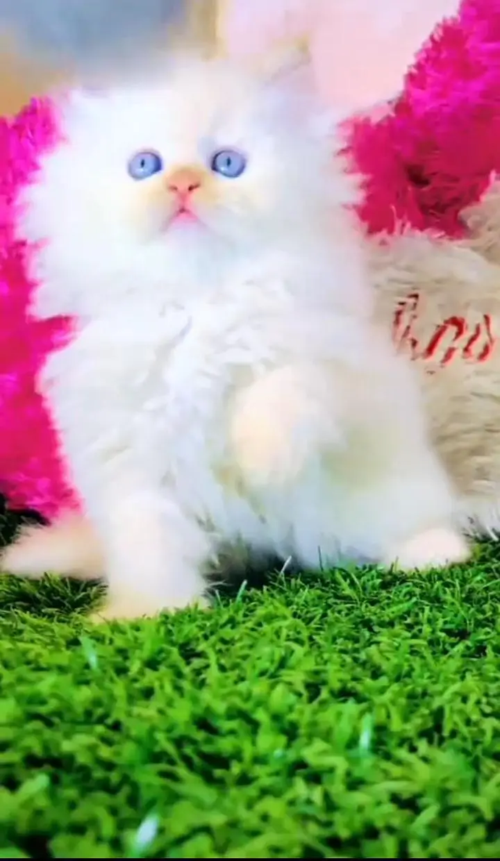Persian kitten for sale my WhatsApp . 03317047936 — photo 2