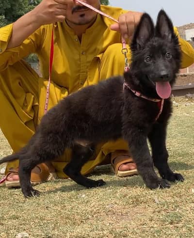 black Shepherd long coat puppy age teen month