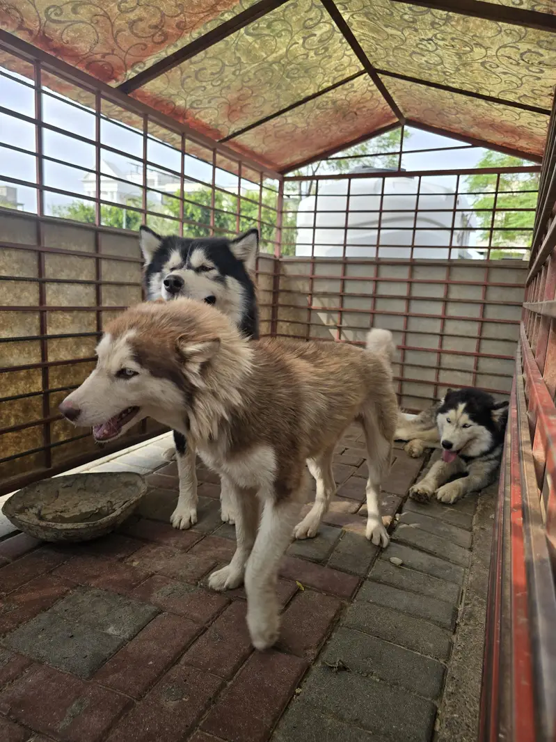 dog for sale — photo 2