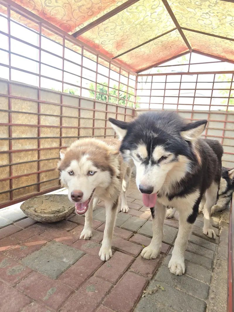 dog for sale — photo 3
