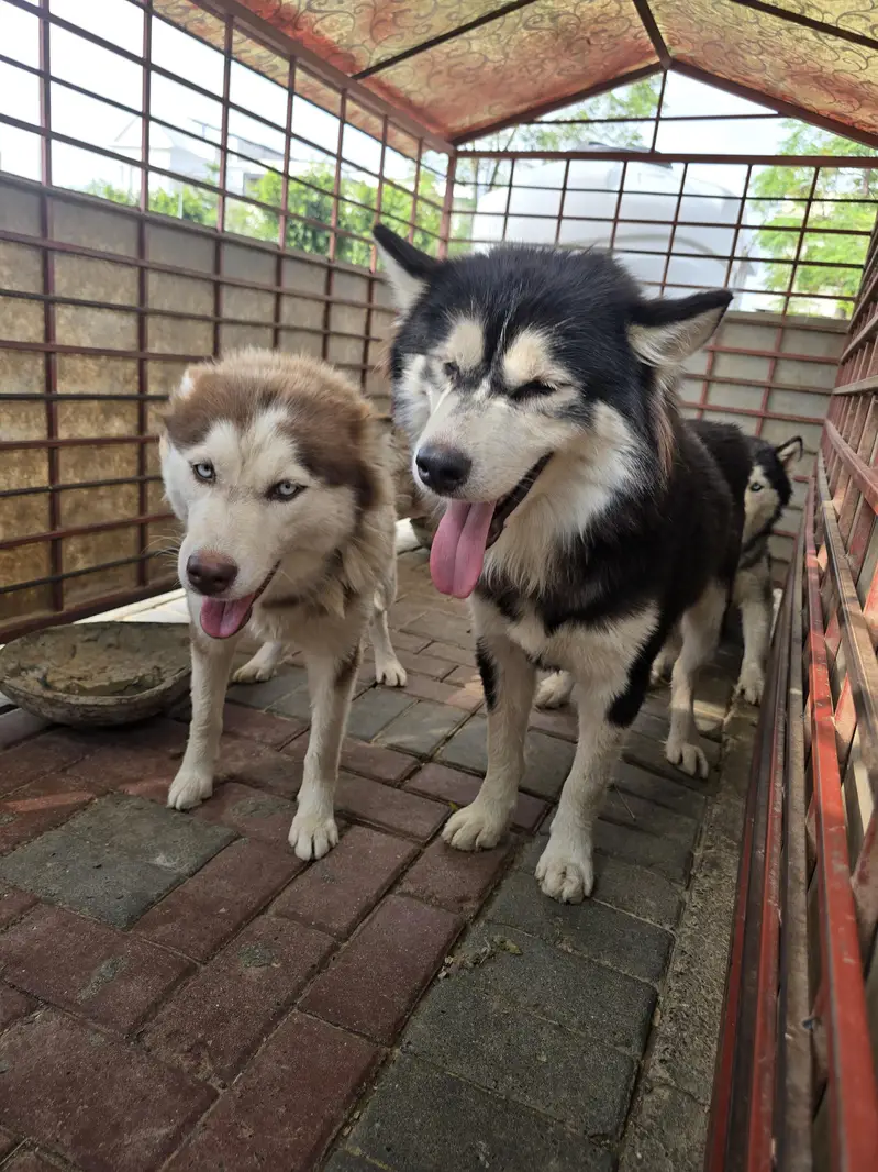 dog for sale — photo 4