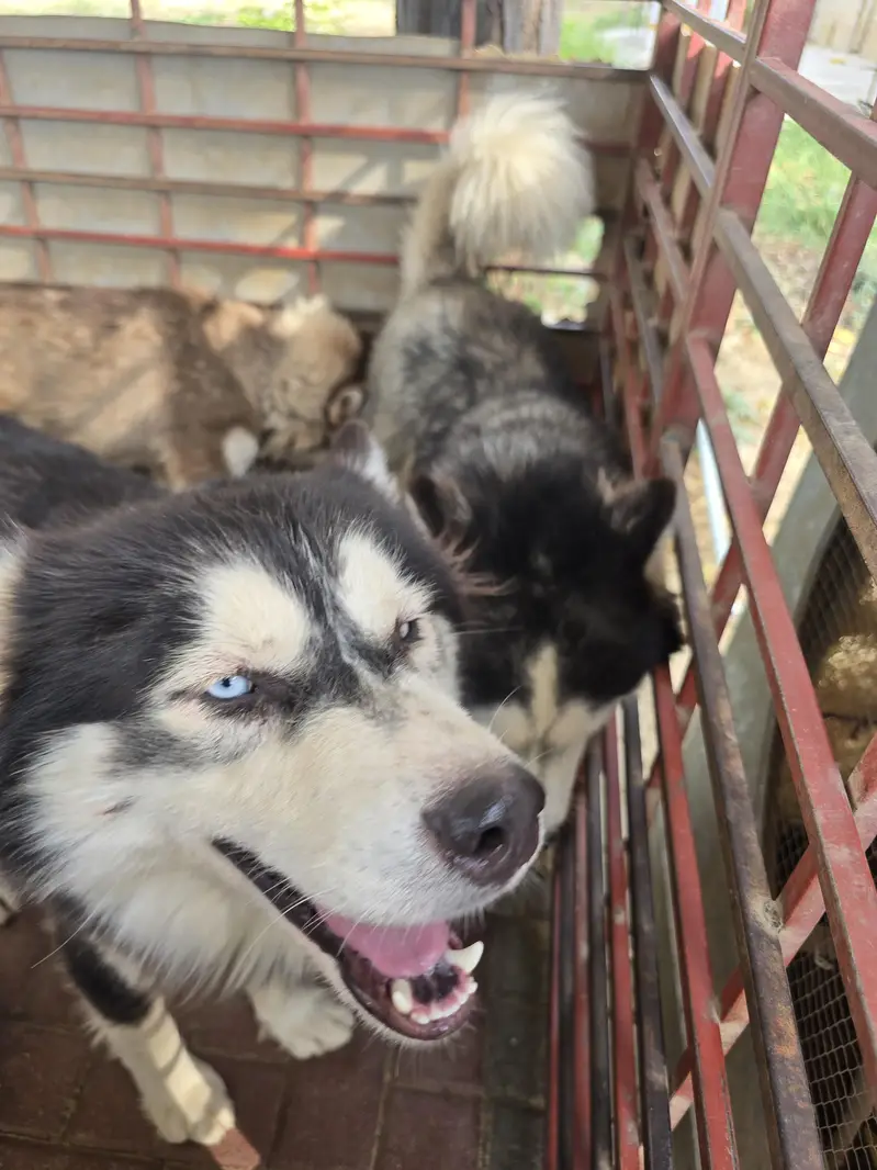 dog for sale — photo 5