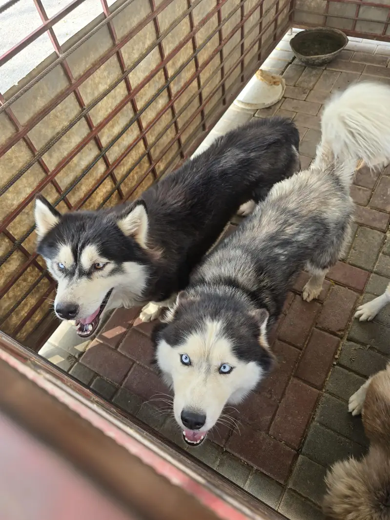 dog for sale — photo 6