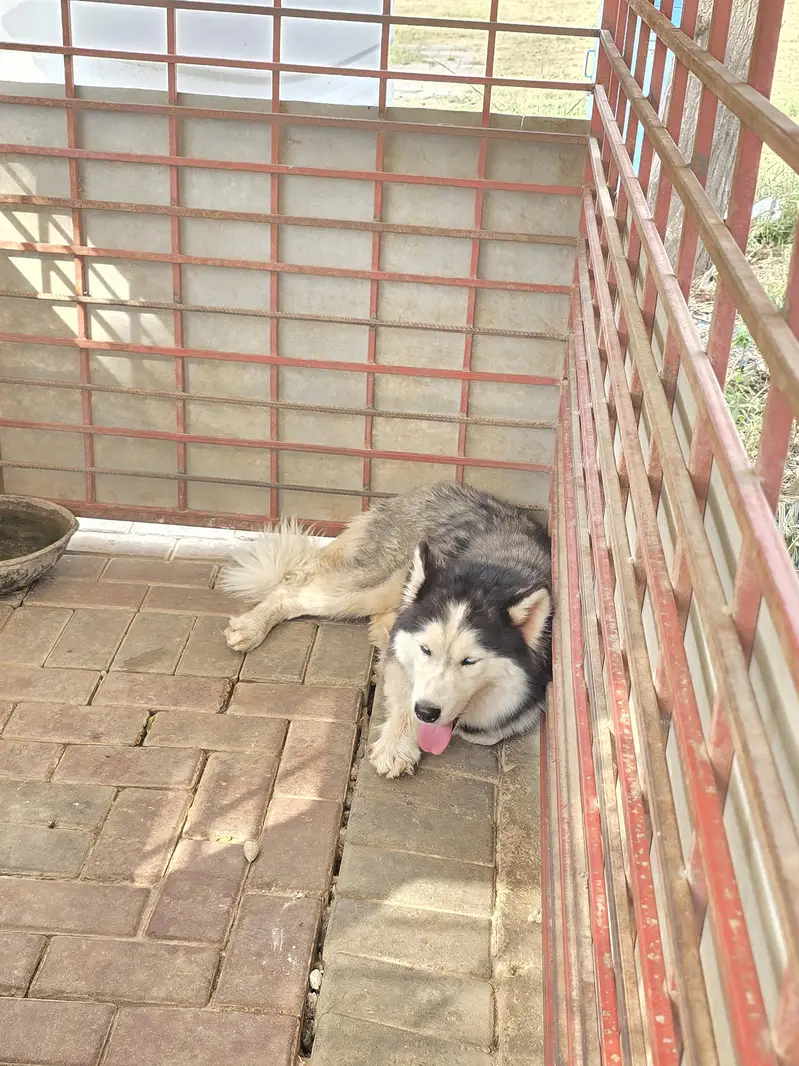 dog for sale — photo 7