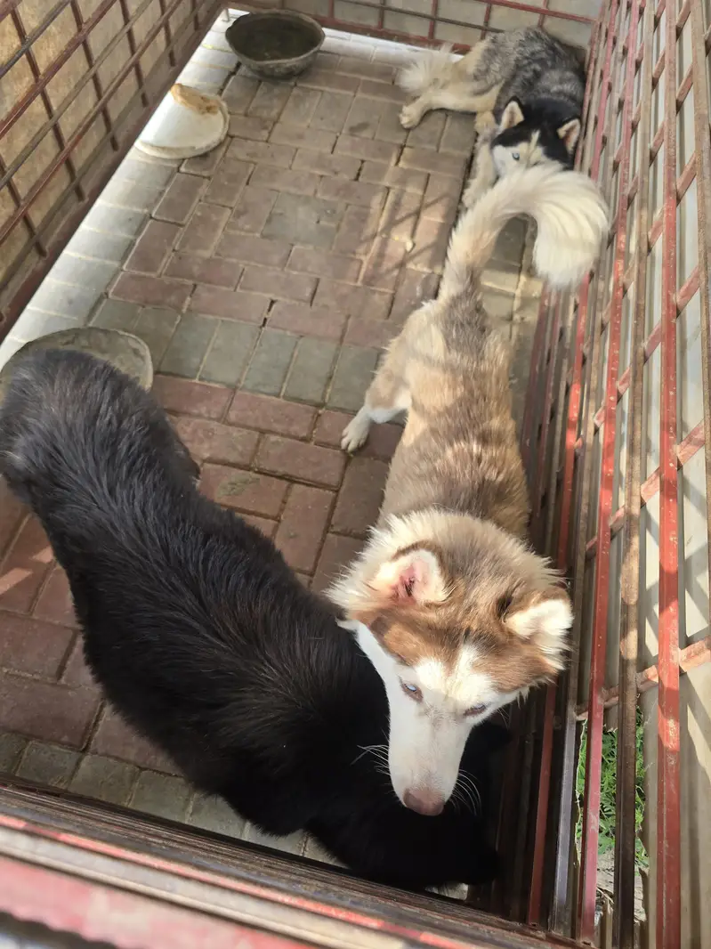 dog for sale — photo 8