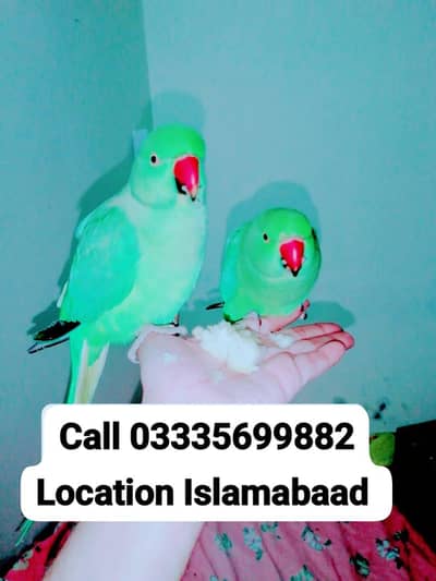 Single 5,500 Hand Tamed Friendly Green Ring Neck Parrot's Male/Female