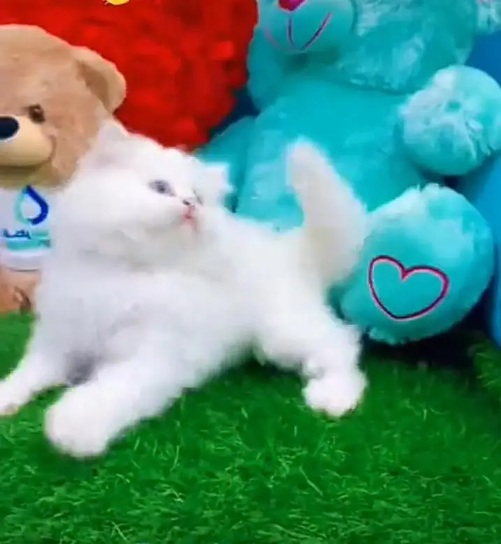 Persian kitten for sale my WhatsApp . 03317047936 — photo 3