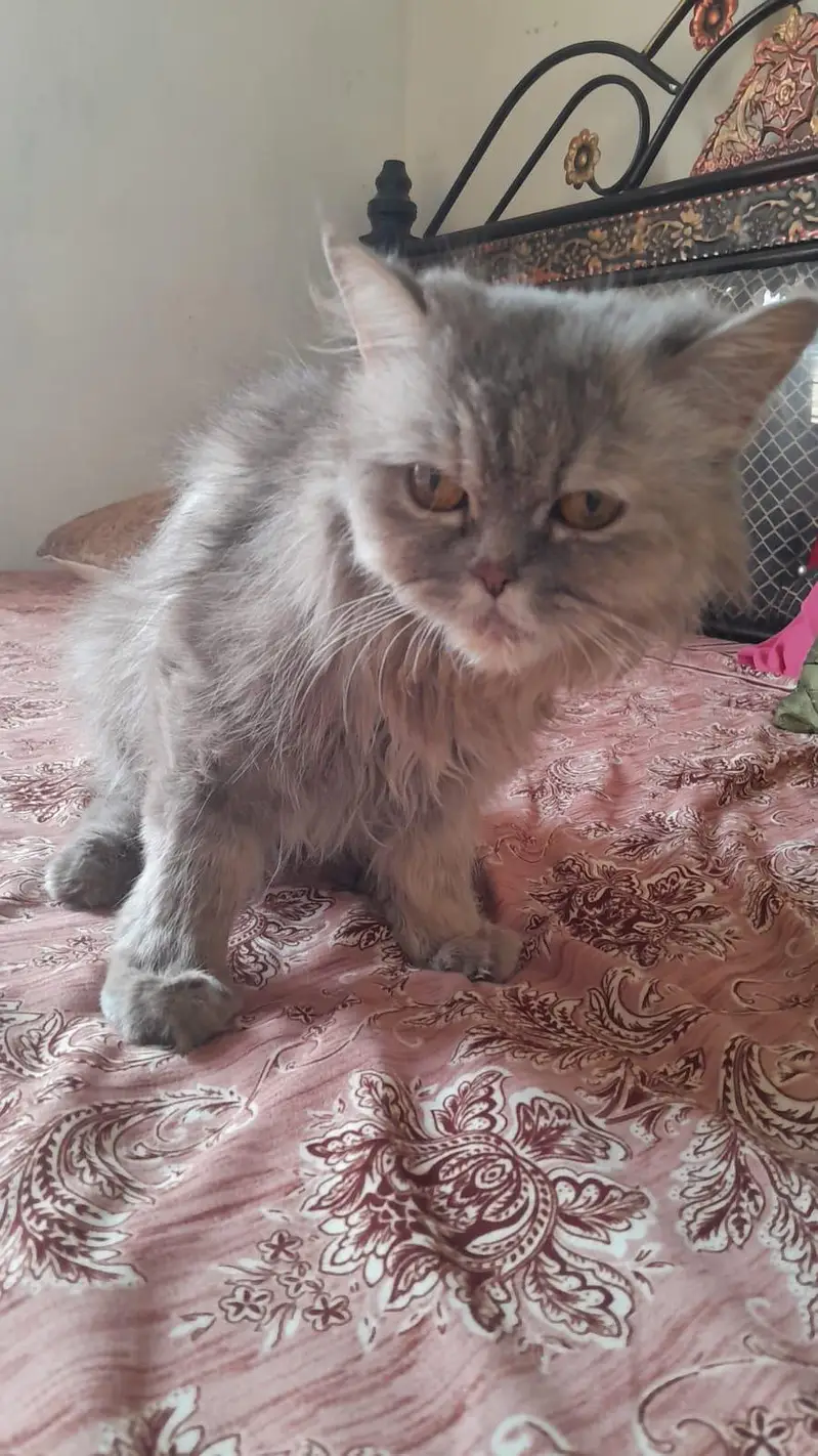 sath 3 bchy free 1 month age k — photo 2