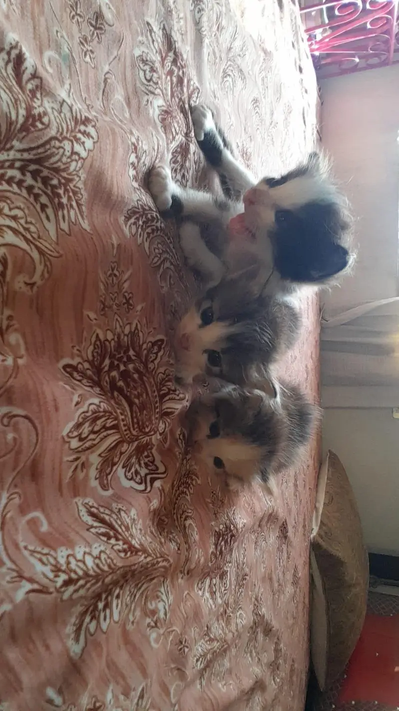 sath 3 bchy free 1 month age k — photo 4