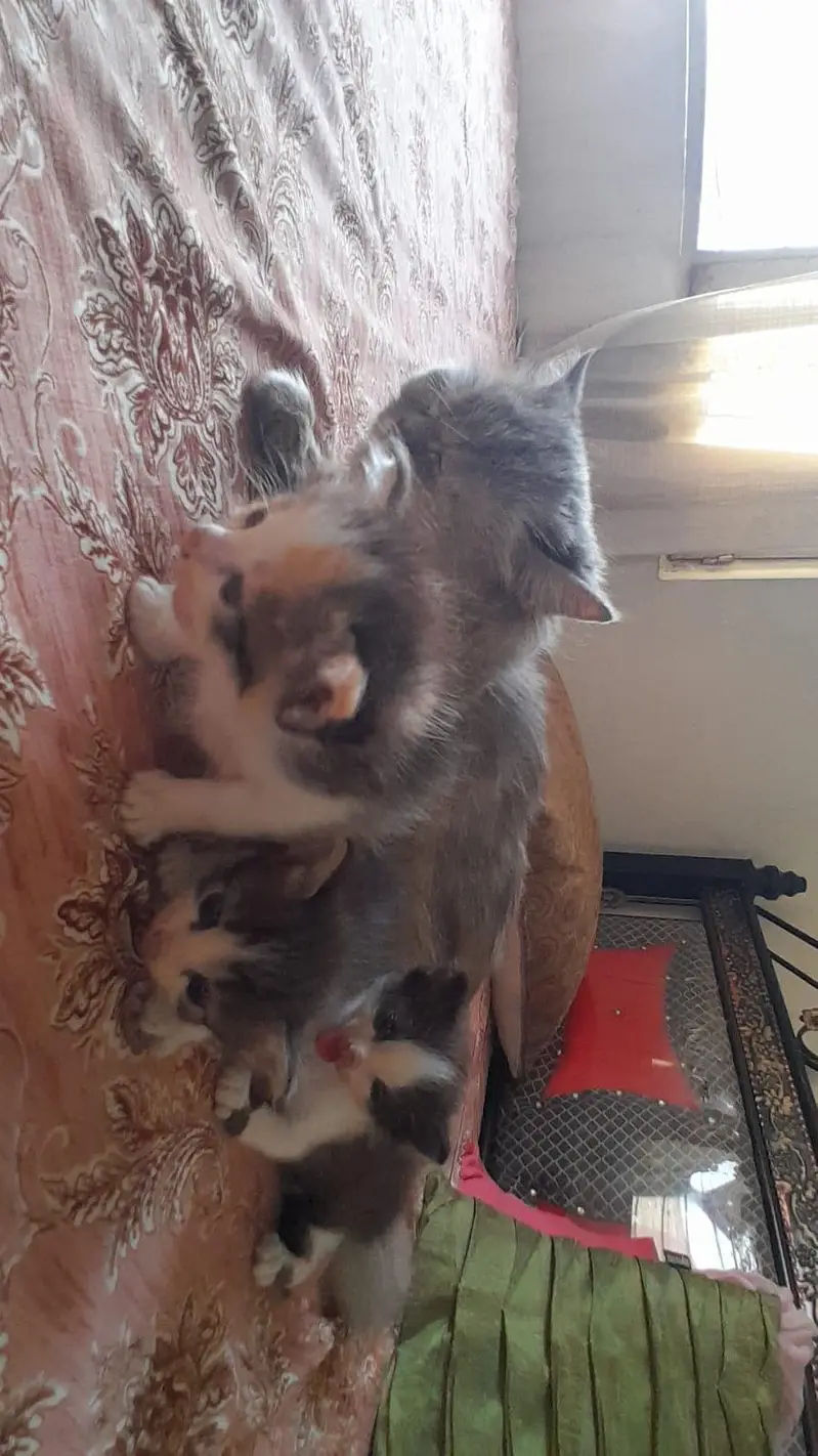 sath 3 bchy free 1 month age k — photo 5