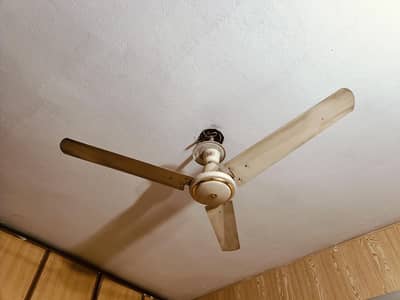 younas fan
