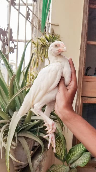 Heera Aseel Chicks 03100024337