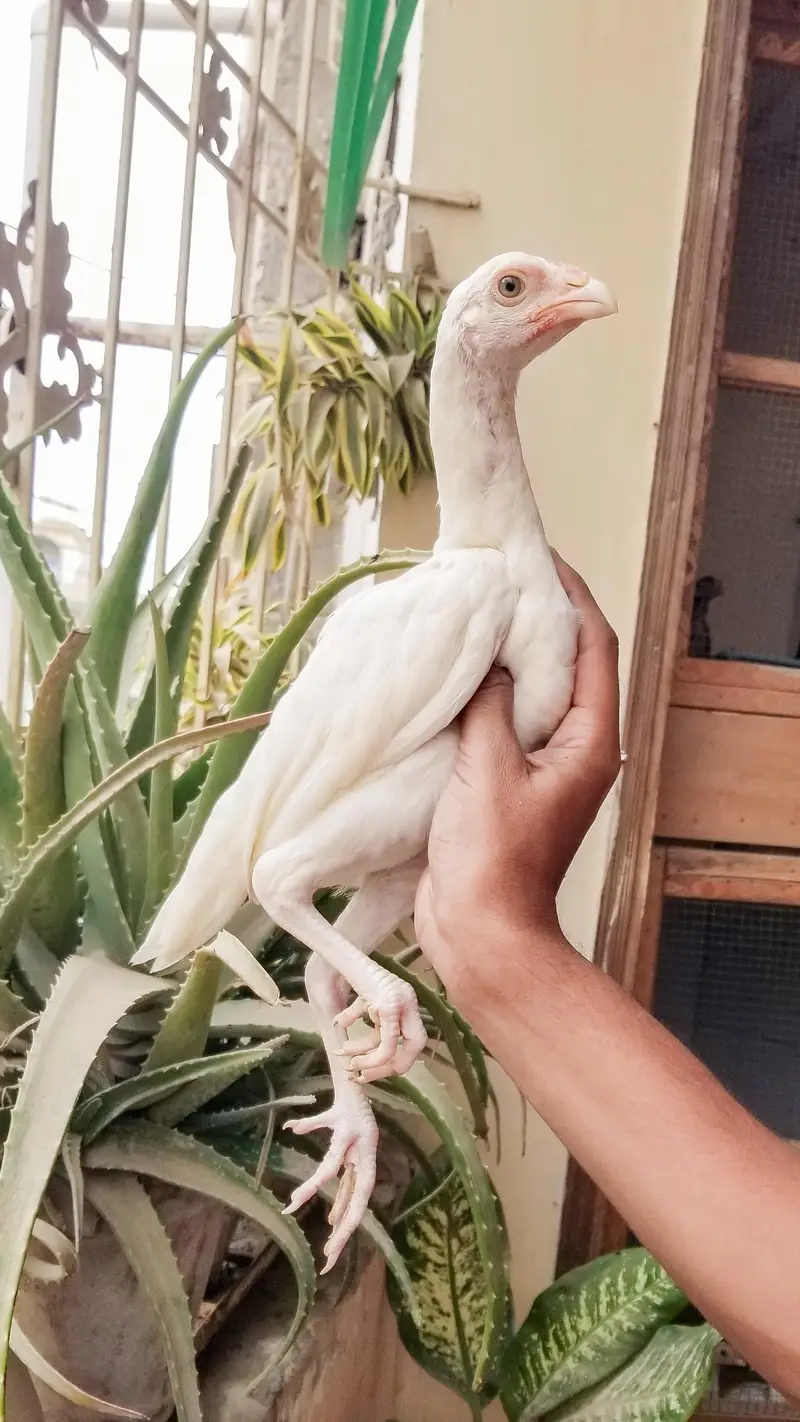 Heera Aseel Chicks 03100024337 — photo 2