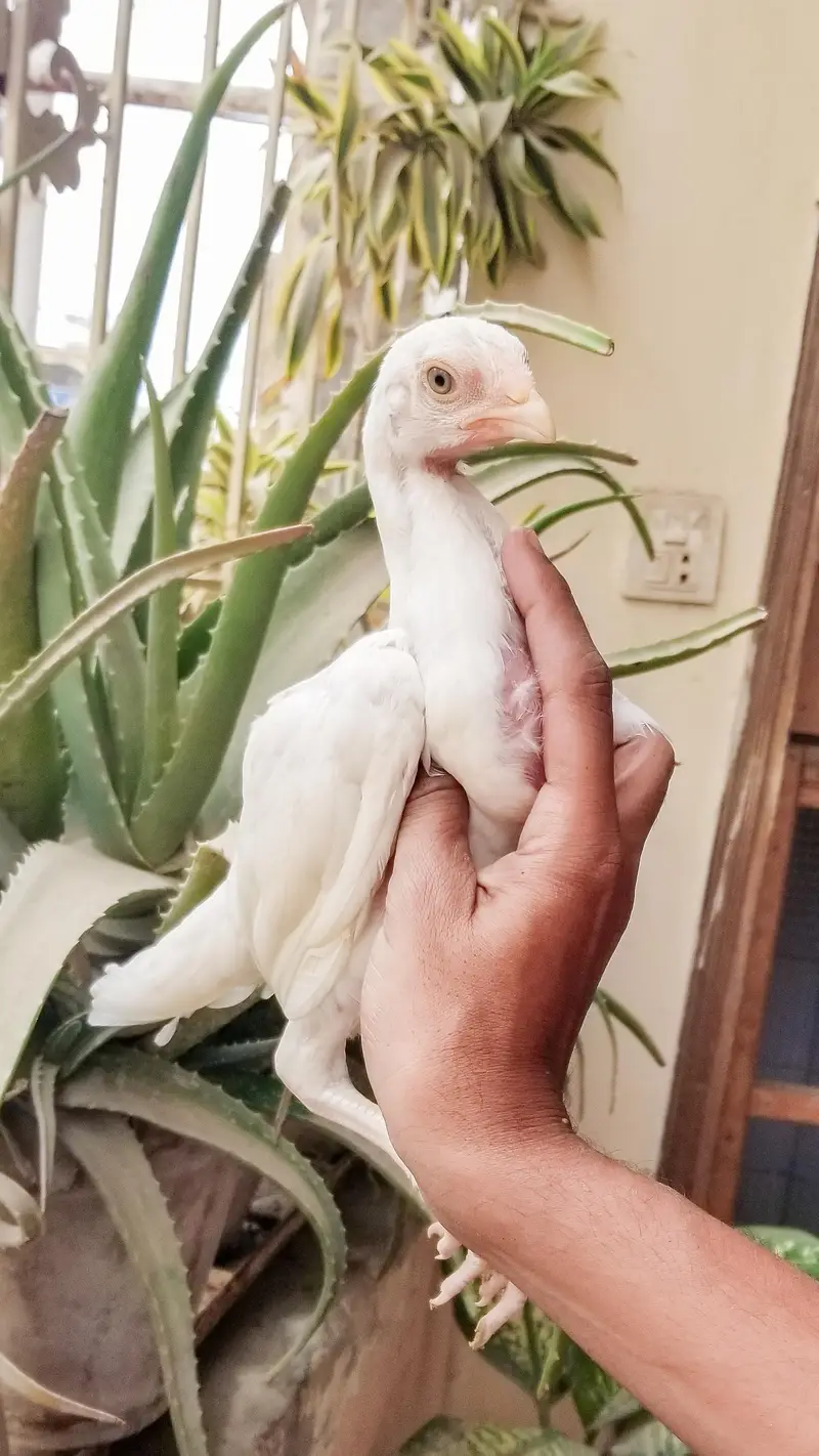 Heera Aseel Chicks 03100024337 — photo 3