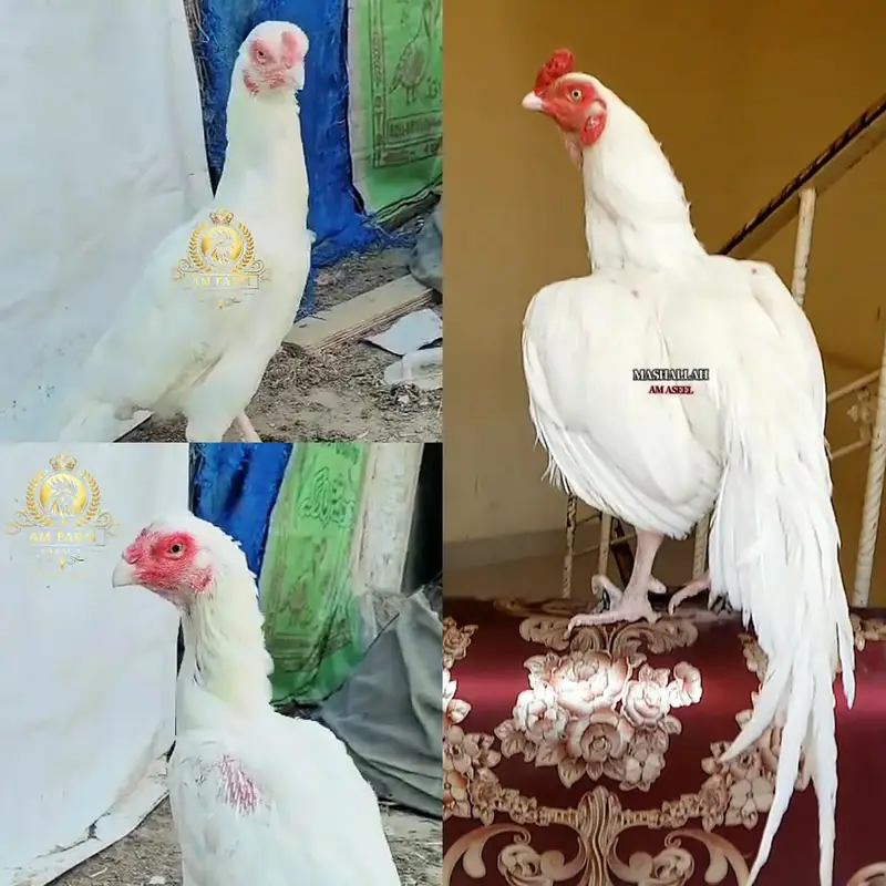 Heera Aseel Chicks 03100024337 — photo 5