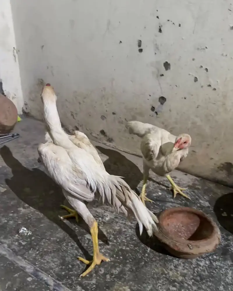 Pure White German Shamo | Shamo Murgha | Shamo Chick |Asil Shamo| مرغا — photo 4
