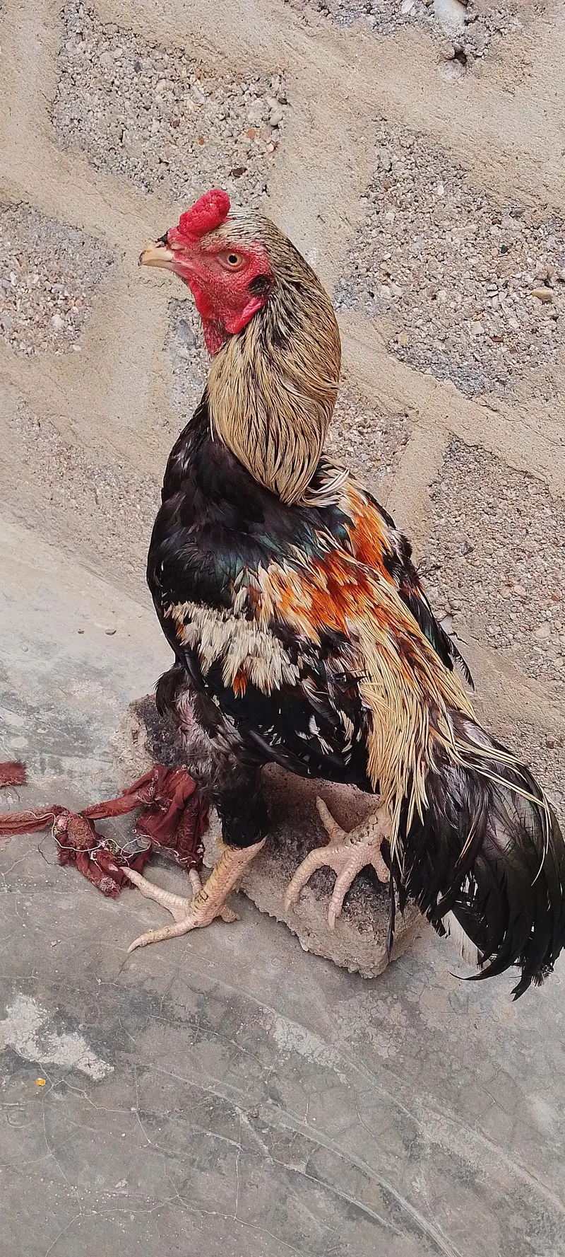 Aseel Sindhi murga — photo 2