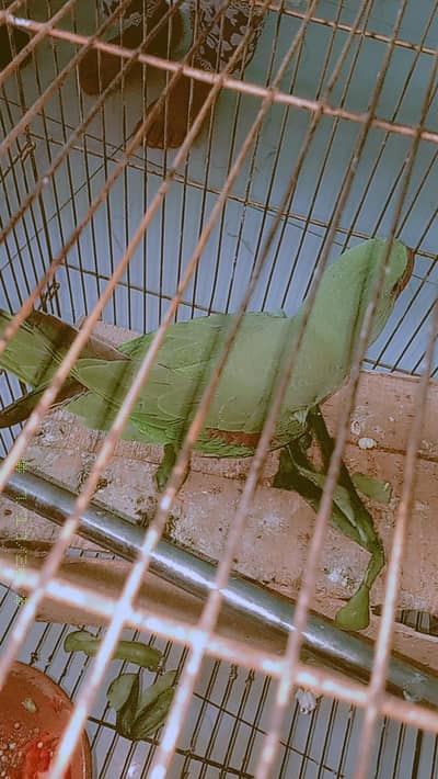original raw parrot