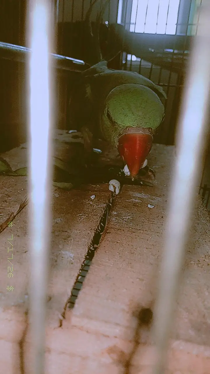 original raw parrot — photo 2