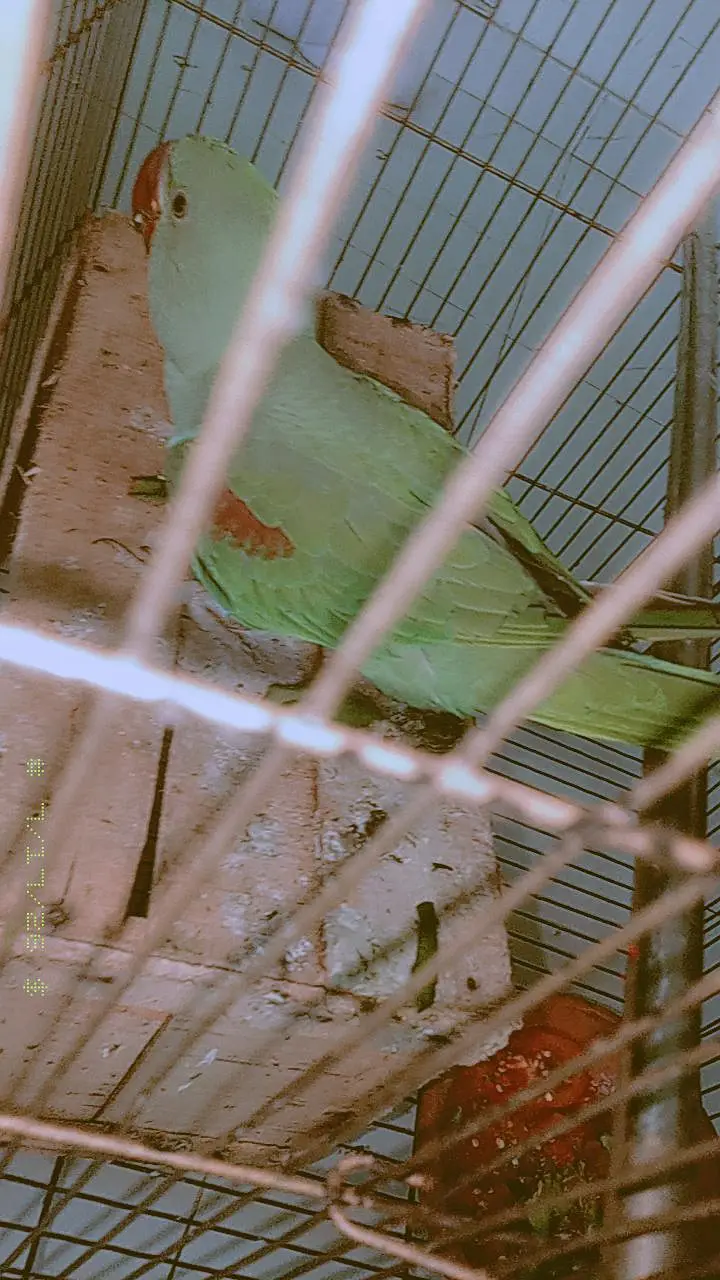 original raw parrot — photo 3