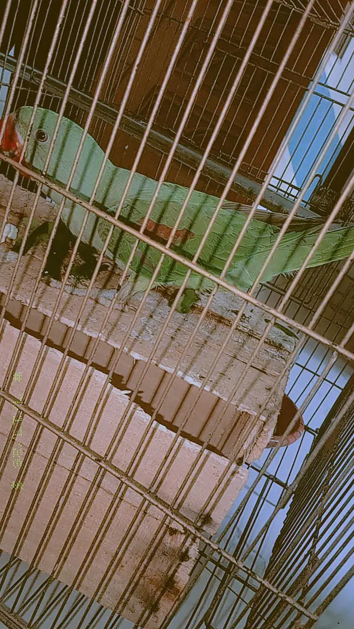 original raw parrot — photo 4