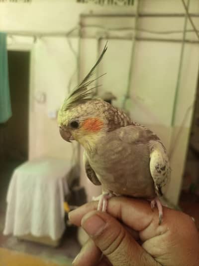 Hand tame cocktiel pair