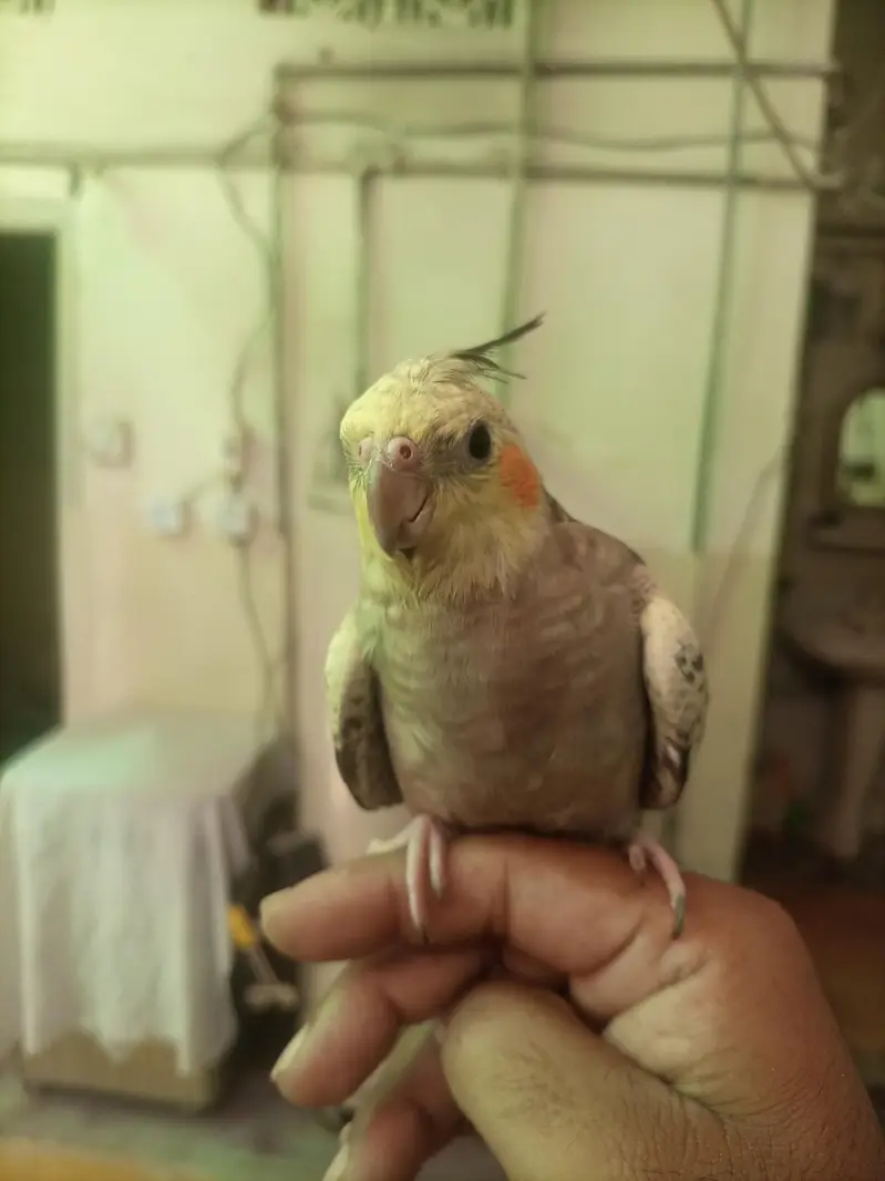 Hand tame cocktiel pair — photo 2