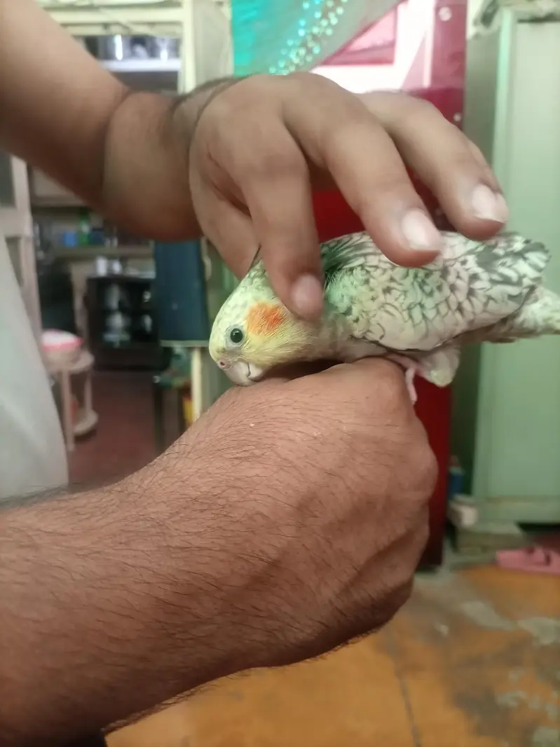Hand tame cocktiel pair — photo 3