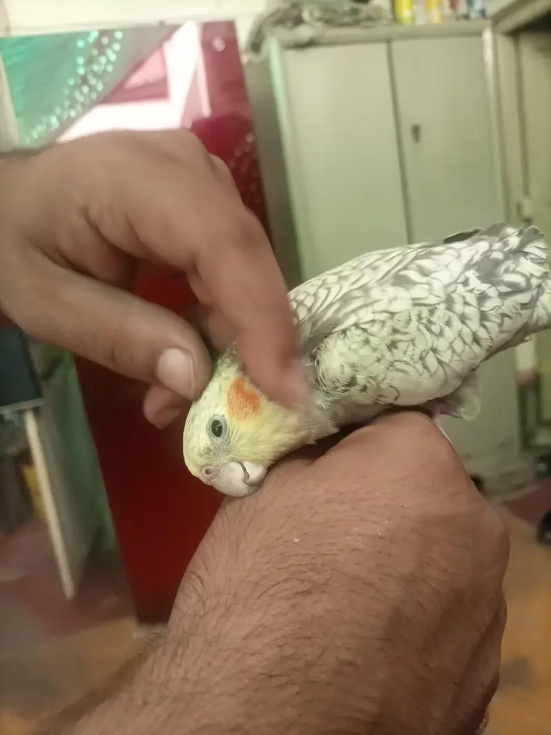 Hand tame cocktiel pair — photo 4