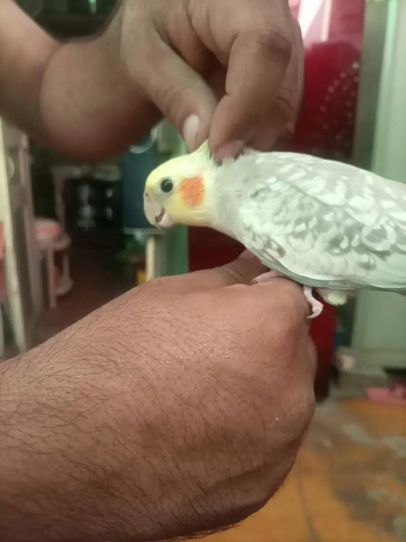 Hand tame cocktiel pair — photo 5