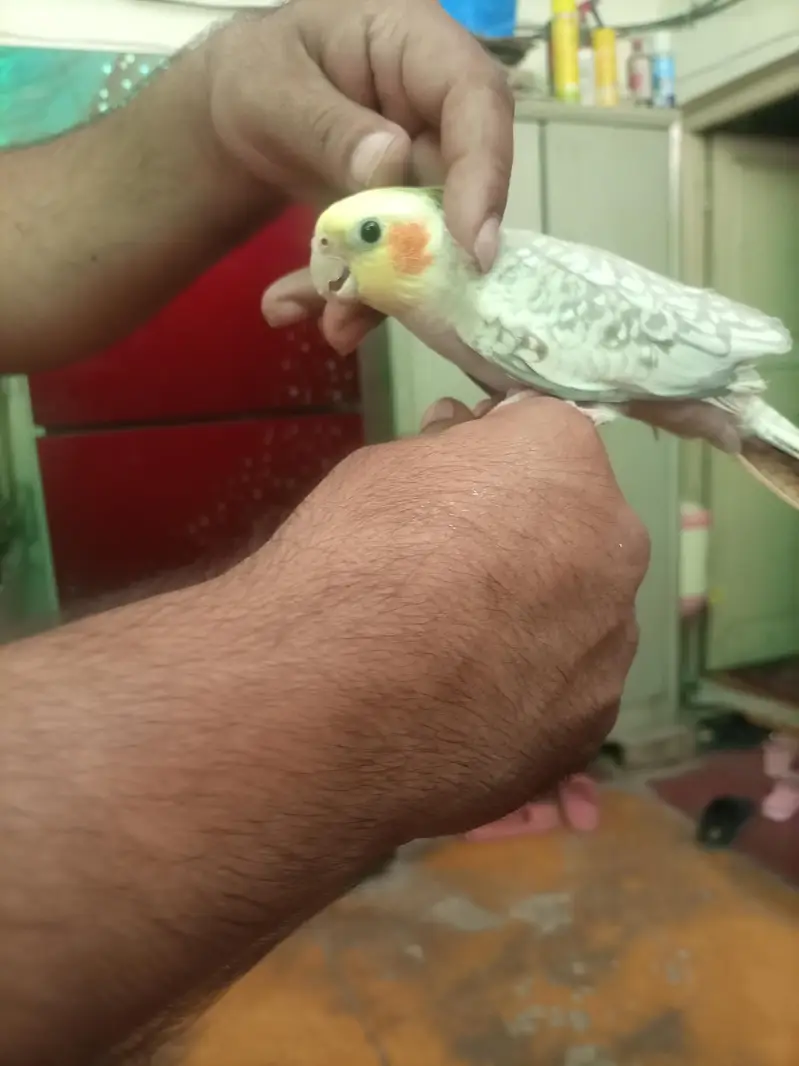 Hand tame cocktiel pair — photo 6