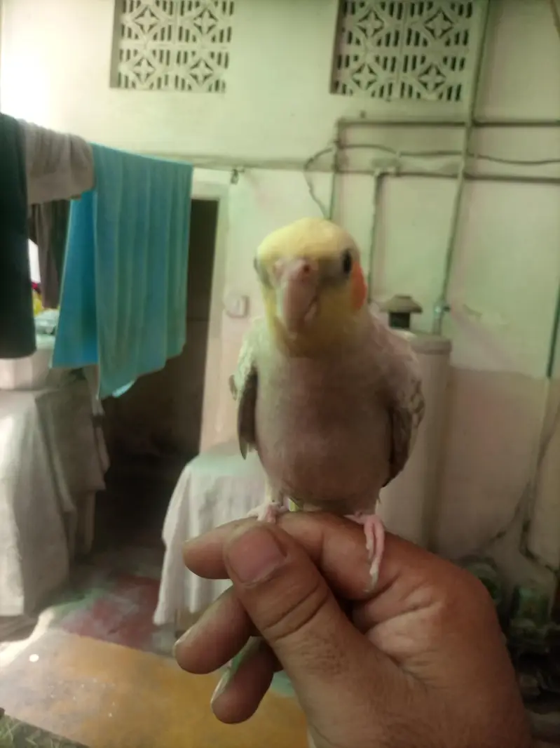 Hand tame cocktiel pair — photo 7