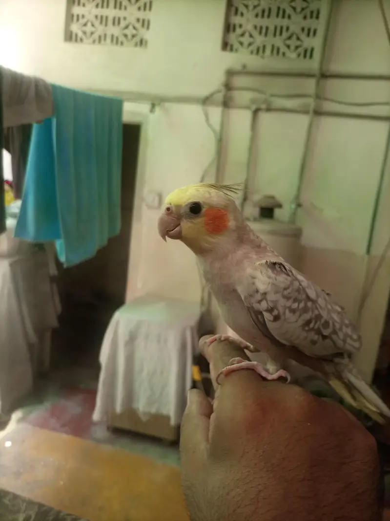 Hand tame cocktiel pair — photo 8