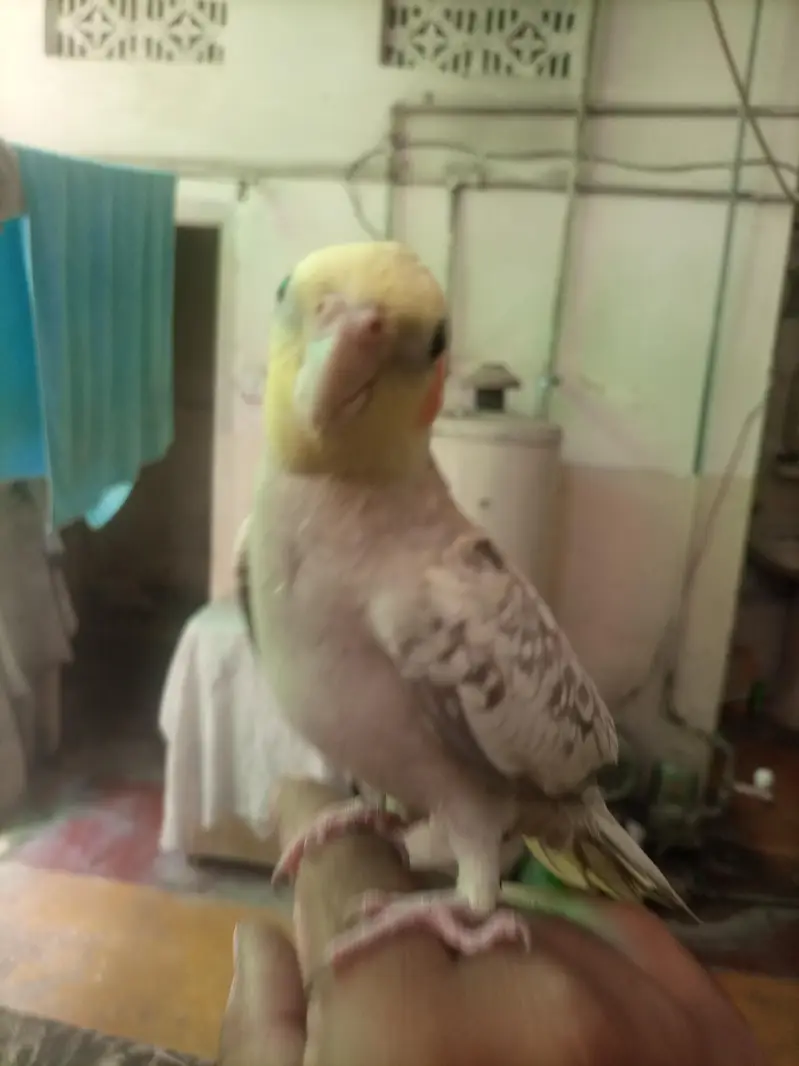 Hand tame cocktiel pair — photo 9