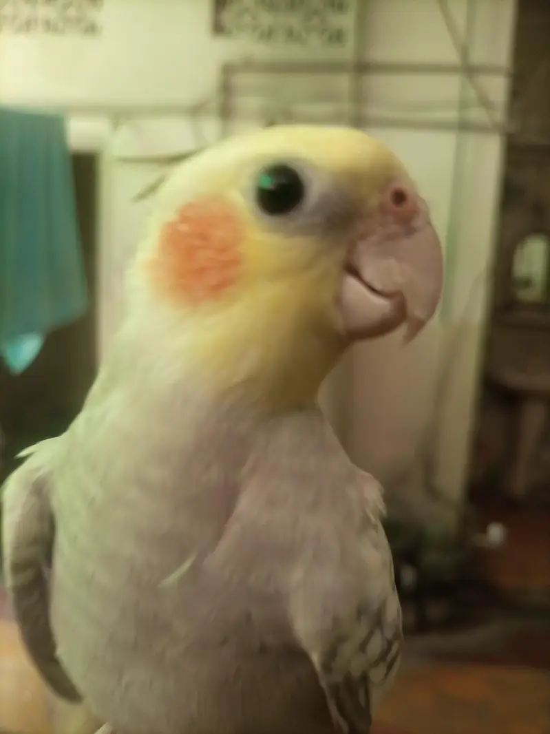 Hand tame cocktiel pair — photo 10