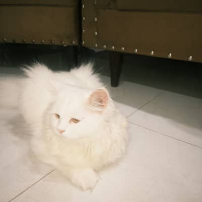 White Persian with accessories