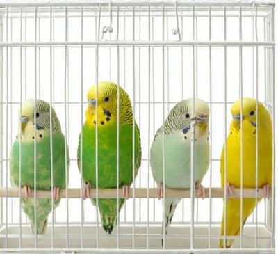 Australian parrots