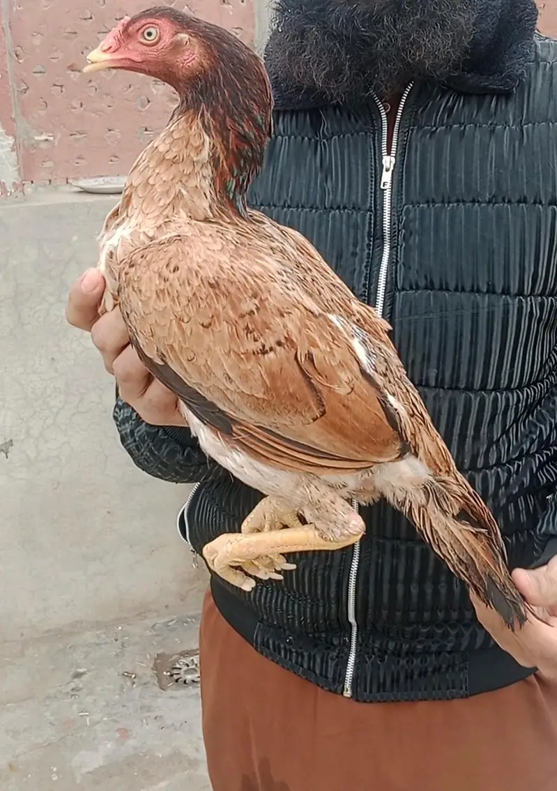 es jory k bachy for sale hain — photo 2