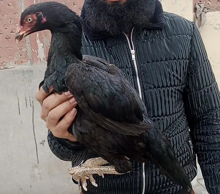 es jory k bachy for sale hain — photo 3