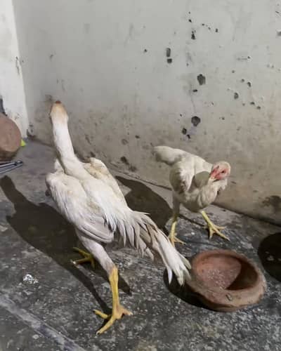 Pure White German Shamo | Shamo Murgha | Shamo Chick |Asil Shamo| مرغ