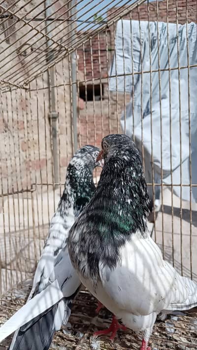 Behtareen all setup Pairs for sale