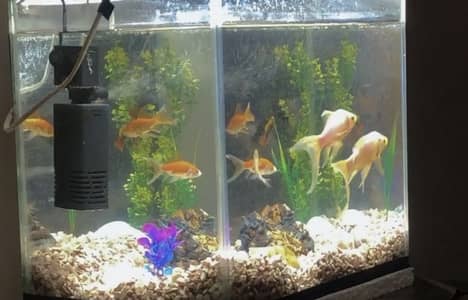 Aquarium fish