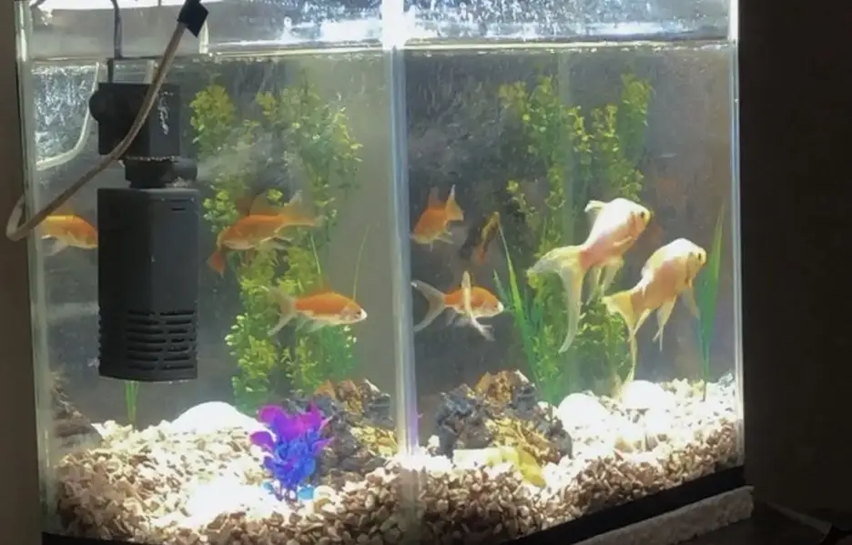 Aquarium fish