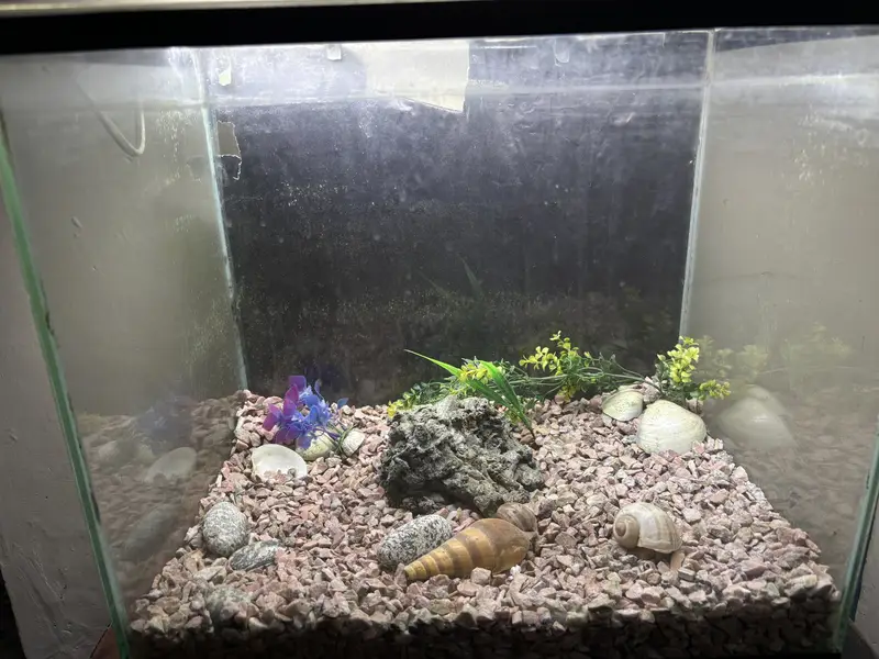 Aquarium fish — photo 2