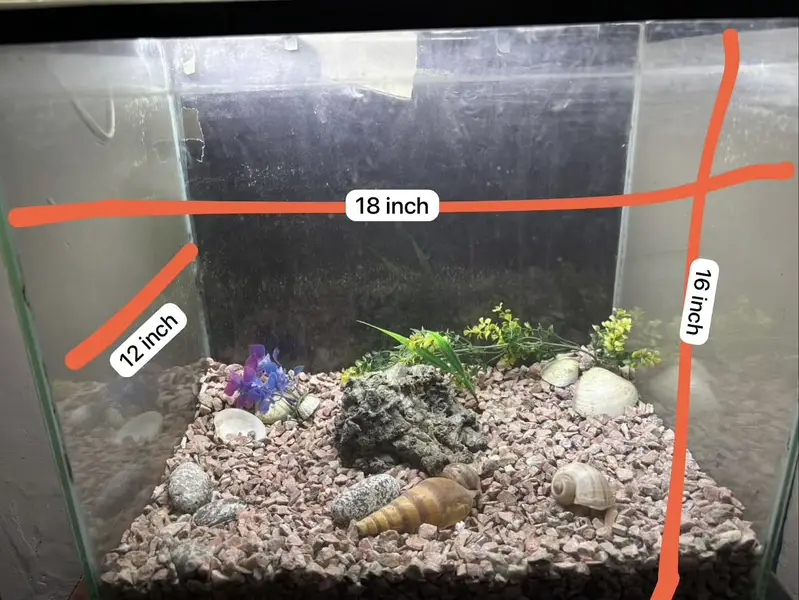 Aquarium fish — photo 3